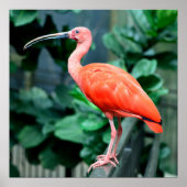 Scarlet Ibis Bird Foto Poster (Vorne)