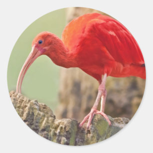 Scarlet Ibis Bird Sticker