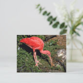 Scarlet ibis postkarte (Stehend Vorderseite)