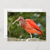 Scarlet-Ibis Postkarte (Vorne/Hinten)