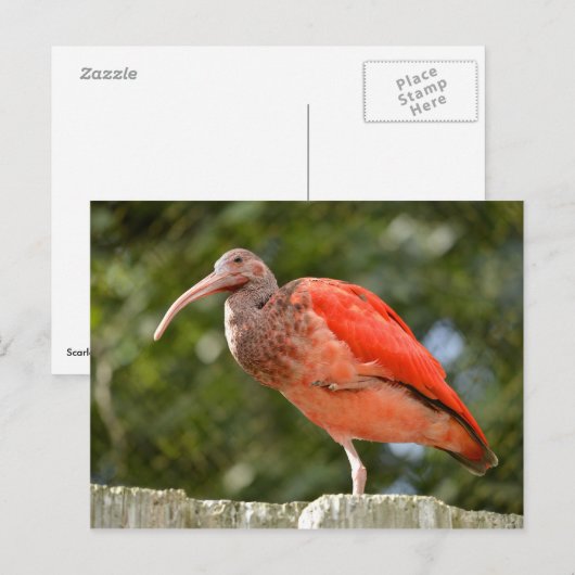 Scarlet-Ibis Postkarte (Vorne/Hinten)