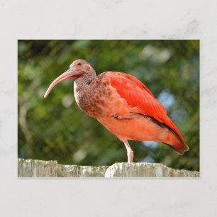 Scarlet-Ibis Postkarte