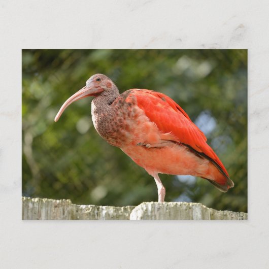Scarlet-Ibis Postkarte (Vorderseite)