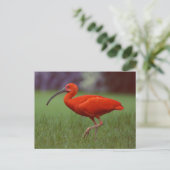 Scarlet ibis postkarte (Stehend Vorderseite)