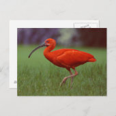 Scarlet ibis postkarte (Vorne/Hinten)