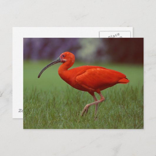 Scarlet ibis postkarte (Vorne/Hinten)