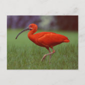 Scarlet ibis postkarte (Vorderseite)