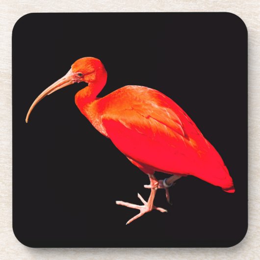 Scarlet Ibis Untersetzer (Vorderseite)