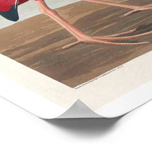 Scarlet Ibis von Audubon Poster (Ecke)