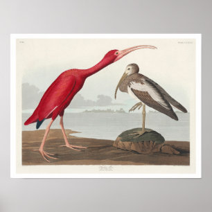 Scarlet Ibis von Audubon Poster