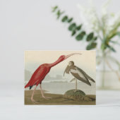 Scarlet Ibis - von Audubons Vögeln Amerikas Postkarte (Stehend Vorderseite)