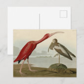Scarlet Ibis - von Audubons Vögeln Amerikas Postkarte (Vorne/Hinten)