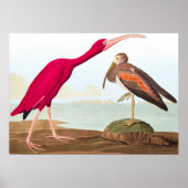 Scarlet ibis von John James Audubon Poster (Vorne)