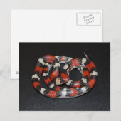 Scarlet King Snake Postkarte (Vorne/Hinten)