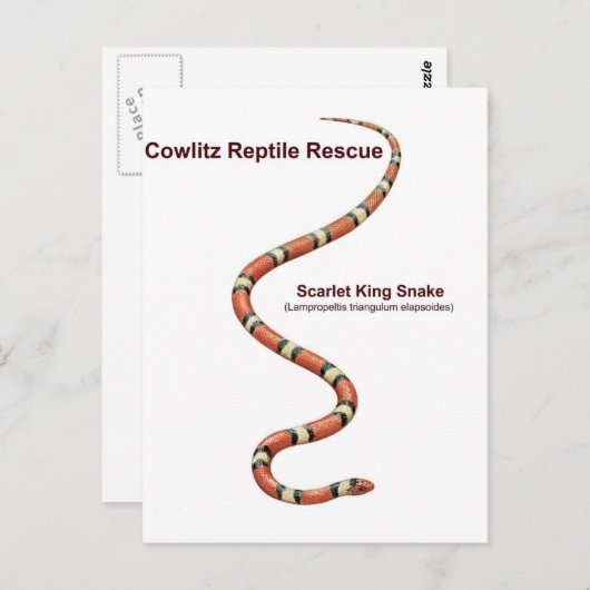 Scarlet King Snake Postkarte (Vorne/Hinten)