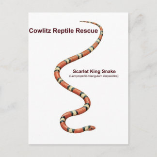 Scarlet King Snake Postkarte