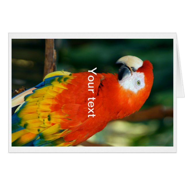 Scarlet Macaw (Vorderseite (Horizontal))