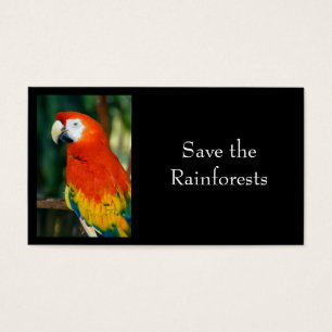 Scarlet Macaw
