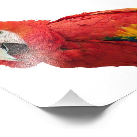 Scarlet Macaw Bird Fotodruck (Ecke)