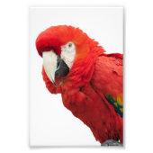 Scarlet Macaw Bird Fotodruck (Vorne)