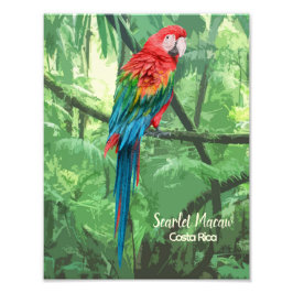 Scarlet Macaw Costa Rica Design Fotodruck