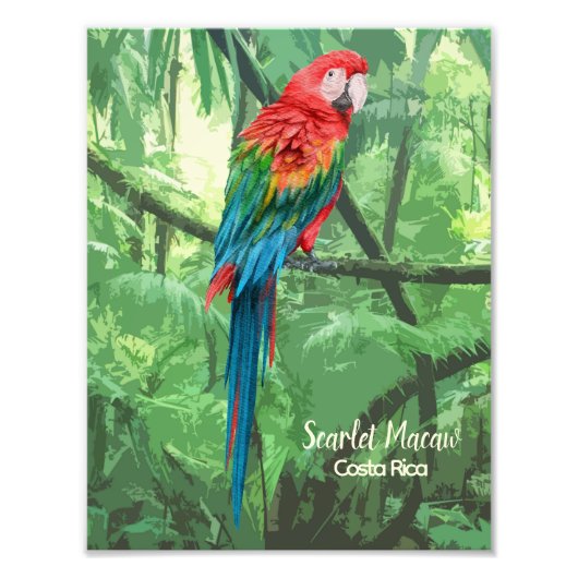 Scarlet Macaw Costa Rica Design Fotodruck (Vorne)