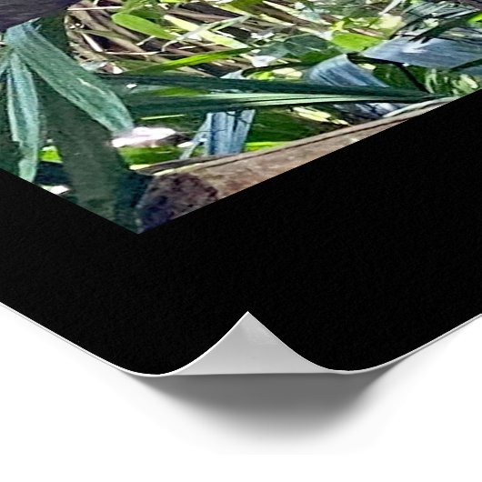 Scarlet Macaw Costa Rica Poster Print (Ecke)