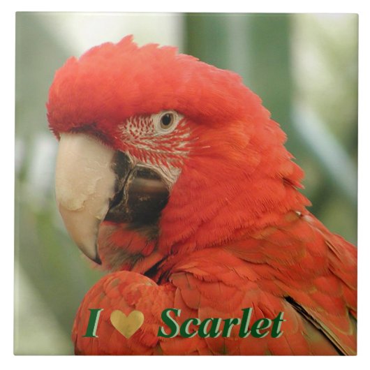 Scarlet Macaw Fliese (Vorderseite)