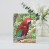 Scarlet Macaw Foto Postkarte (Stehend Vorderseite)