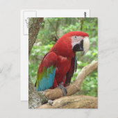 Scarlet Macaw Foto Postkarte (Vorne/Hinten)