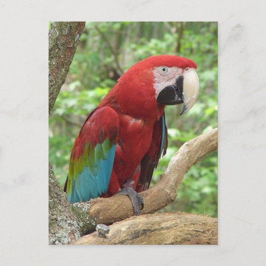 Scarlet Macaw Foto Postkarte (Vorderseite)