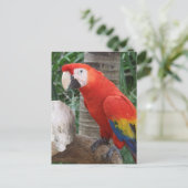 Scarlet Macaw Fotografie Postkarte (Stehend Vorderseite)
