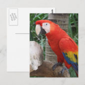 Scarlet Macaw Fotografie Postkarte (Vorne/Hinten)