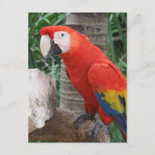 Scarlet Macaw Fotografie Postkarte