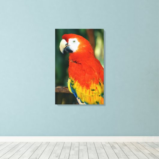Scarlet Macaw Leinwanddruck (Insitu (Holzboden))