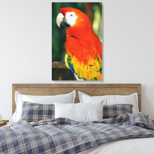 Scarlet Macaw Leinwanddruck (Insitu (Schlafzimmer))