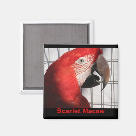 Scarlet Macaw Magnet (Vorderseite/Rückseite)