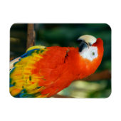 Scarlet Macaw Magnet (Horizontal)