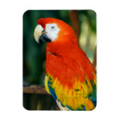 Scarlet Macaw Magnet (Vertikal)
