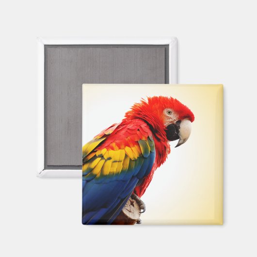 Scarlet Macaw Magnet (Vorderseite/Rückseite)