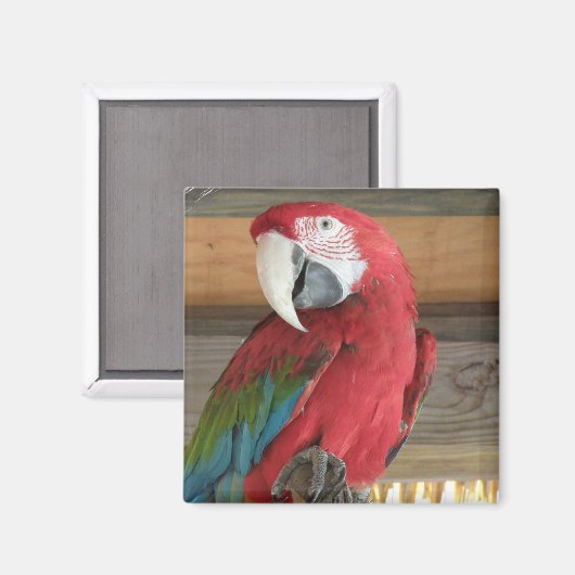 Scarlet Macaw Magnet (Vorderseite/Rückseite)