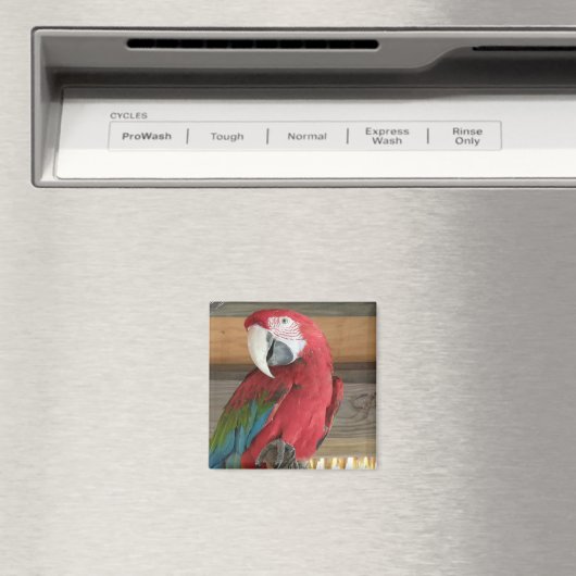 Scarlet Macaw Magnet (In Situ (Geschirrspüler))