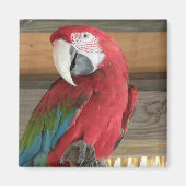Scarlet Macaw Magnet (Vorne)
