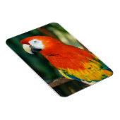 Scarlet Macaw Magnet (Rechte Seite)
