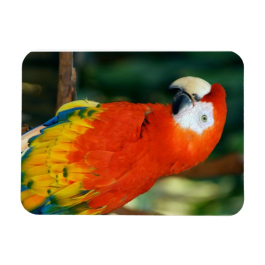 Scarlet Macaw Magnet (Horizontal)