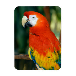 Scarlet Macaw Magnet