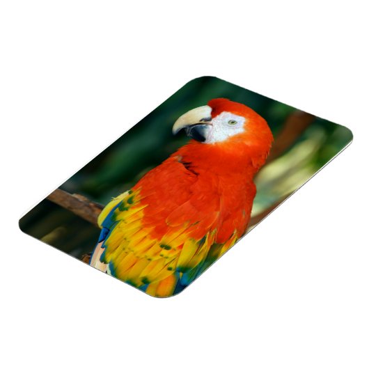 Scarlet Macaw Magnet (Linke Seite)