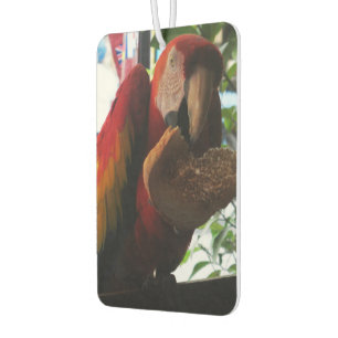 Scarlet Macaw Parrot Eating Toast Autolufterfrischer