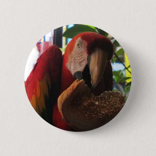 Scarlet Macaw Parrot Eating Toast Button (Vorderseite)