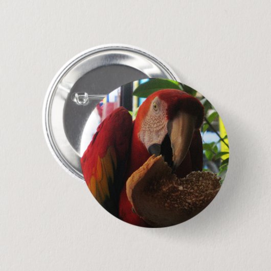 Scarlet Macaw Parrot Eating Toast Button (Vorne & Hinten)